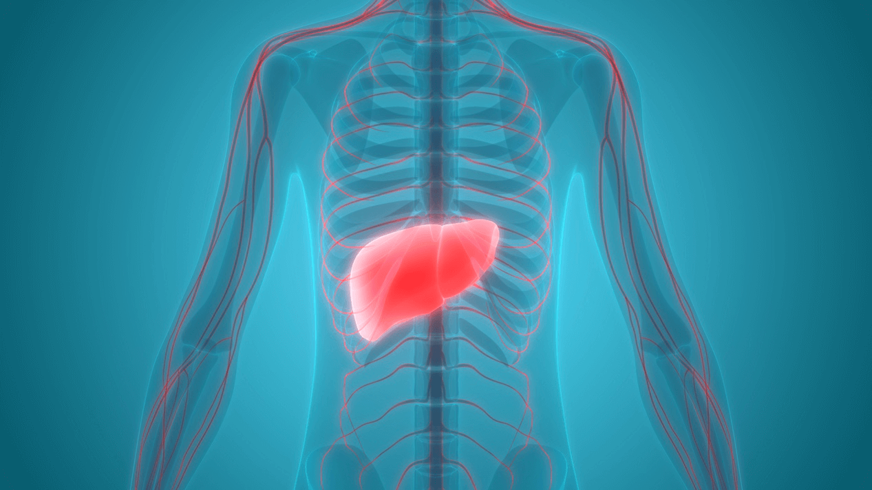 Liver anatomy illustration