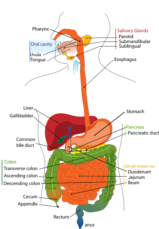 Endoscopy
